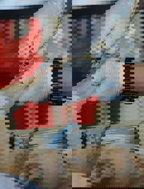 hond en kat transparant.png